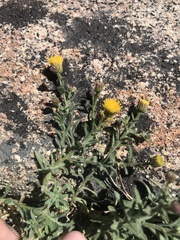 Erigeron miser