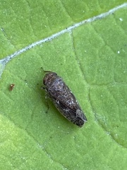 Allygidius commutatus