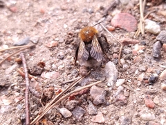 Andrena