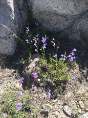 Penstemon azureus azureus