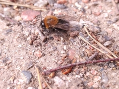 Andrena