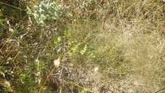 Libanotis pyrenaica