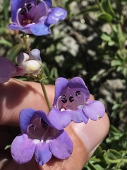 Penstemon azureus azureus