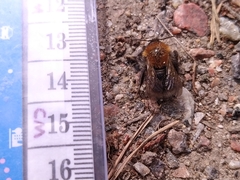 Andrena