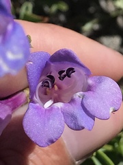 Penstemon azureus azureus