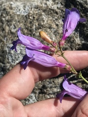 Penstemon azureus azureus
