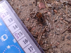 Andrena