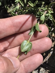 Penstemon azureus azureus
