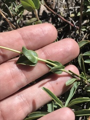 Penstemon azureus azureus
