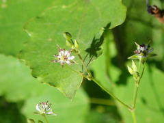 Microbotryum stellariae