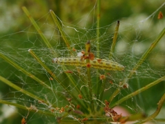 Depressaria chaerophylli