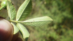 Rosa tomentosa