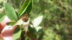 Rosa tomentosa