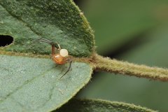 Mastira tegularis