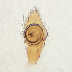 Mastira tegularis