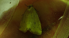 Photedes minima