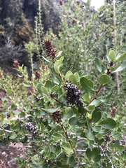 Escallonia illinita