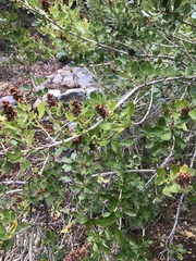 Escallonia illinita