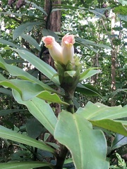Costus guanaiensis macrostrobilus