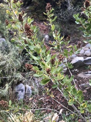 Escallonia illinita