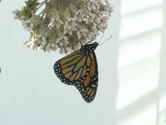Danaus plexippus