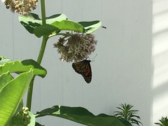 Danaus plexippus