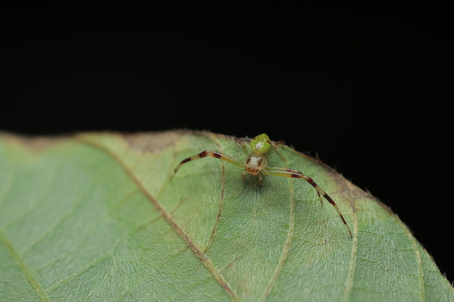 Ebrechtella xinjie · iNaturalist
