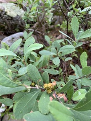 Myrica