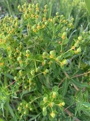 Euphorbia soongarica