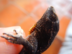 Anolis anisolepis
