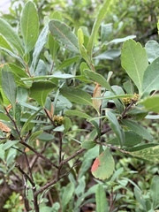 Myrica