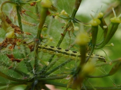 Depressaria chaerophylli