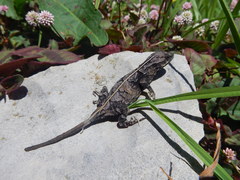 Anolis anisolepis