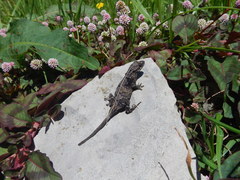 Anolis anisolepis
