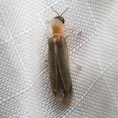 Microphotus angustus