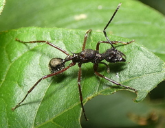 Dolichoderus attelaboides