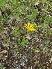 Doronicum clusii