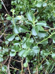 Baccharis rhomboidalis