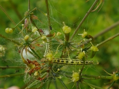 Depressaria chaerophylli
