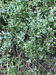 Baccharis rhomboidalis