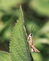 Phaneroturis tantillus