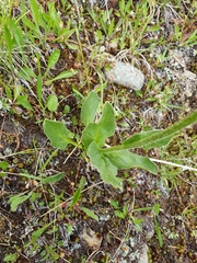 Doronicum clusii