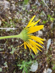 Doronicum clusii