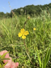Ludwigia maritima