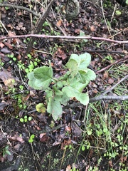 Ribes punctatum