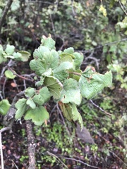 Ribes punctatum