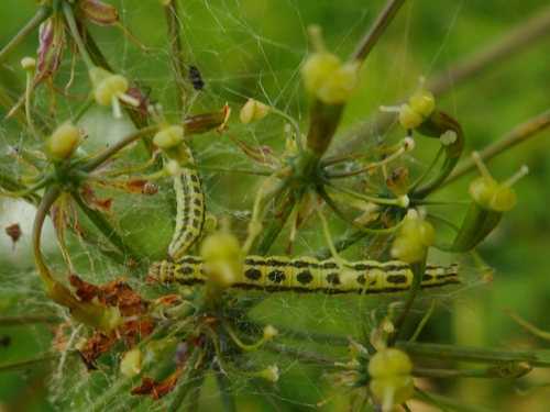 Builinė Deprezarija nuotrauka