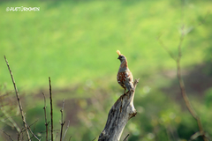 Callipepla douglasii