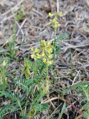 Astragalus