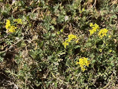 roripa (Rorippa)